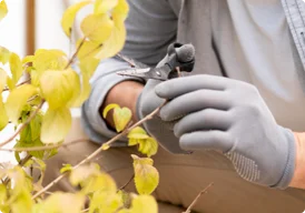 Horticultural Expertise Horticultural Expertise